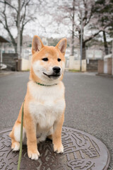 Red white-haired beautiful Japanese dog puppy Shiba Inu with leash sitting on the street walk and waiting owner.