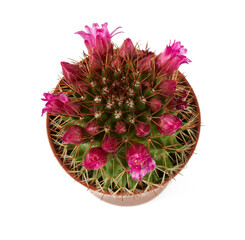 blooming cactus flower in a plastic pot isolated on white background.