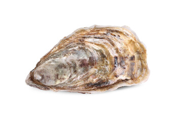 Fresh raw closed oyster isolated on white