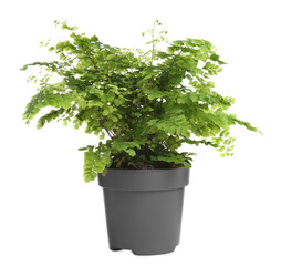 Fototapeta na wymiar Beautiful fern in pot isolated on white