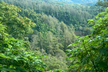 green forest in the mountains