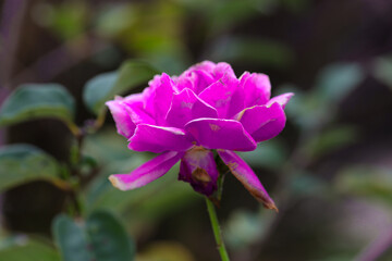 Beautiful Pink rose flower in a Sydney front yard NSW Australia