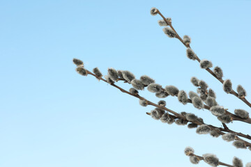 Beautiful view of pussy willow branches against blue sky outdoors, space for text