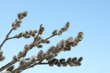 Beautiful view of pussy willow branches against blue sky outdoors