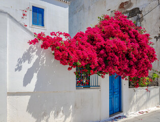 A gorgeous bougainvillea in front of a white traditional house in Spetses island, Greece.