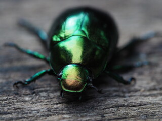 A metallic green wood-boring beetle, Jewel beetle in nature