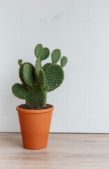 Cactus opuntia in pot