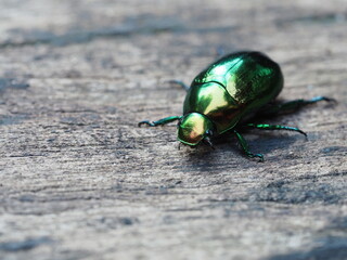 A metallic green wood-boring beetle, Jewel beetle in nature