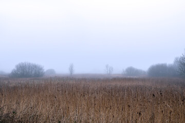 Morning nature scene. Tall grass in foreground, trees in a fog in the background. Nobody. Cold and warm tone