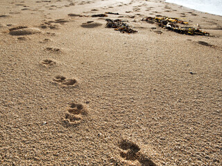 Dog footprints on a sandy beach in focus.