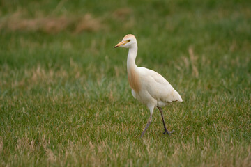 Cattle Egret - Bubulcus ibis on meadow