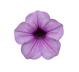 flower isolated on white