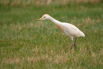 Cattle Egret - Bubulcus ibis on meadow