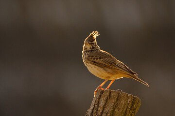 Crested lark - Galerida cristata songbird