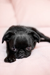Portrait of laying in a bed black puppy dog petit brabanson, griffon. Cute face with big eyes  at light pink blanket background. Close up