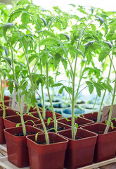 seedlings in cups, agriculture, tomatoes