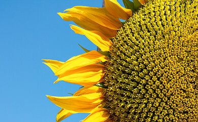 ripe sunflower close-up in sunlight, harvesting