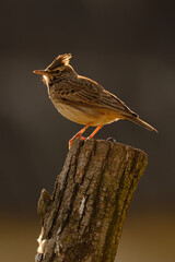 Crested lark - Galerida cristata songbird