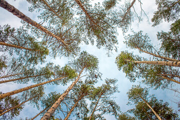 treetops against a blue sky, background