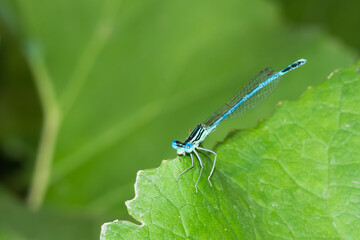 The white-legged damselfly (male) or blue featherleg (lat. Platycnemis pennipes), of the family Platycnemididae.