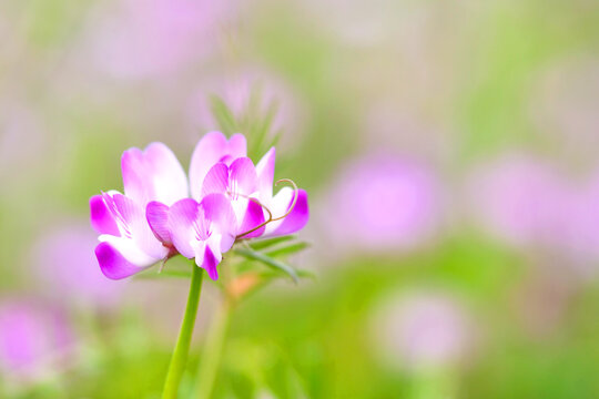 274 Best レンゲソウ 花畑 Images Stock Photos Vectors Adobe Stock