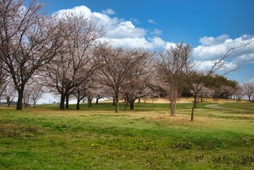 快晴の春の日に、広大な公園でお花見