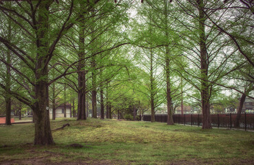 新緑のメタセコイヤと雨の日の公園の風景