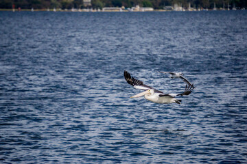 Flying Pelican and Seagull 
