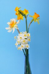 Bouquet of daffodils in a vase