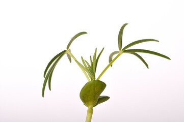 Fototapeta premium lupine fodder on a white background