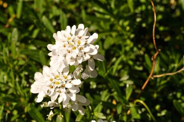 rock cresses in a garden