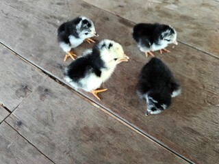 Chicks on the wooden floor