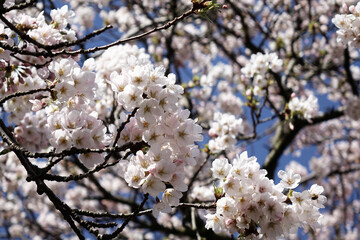 Cherry blossom in springtime