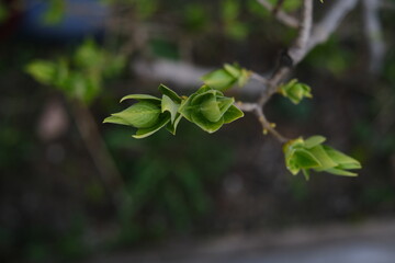 leaves in the garden