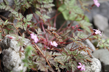 The flowers that bloom in the garden in early summer in Japan.