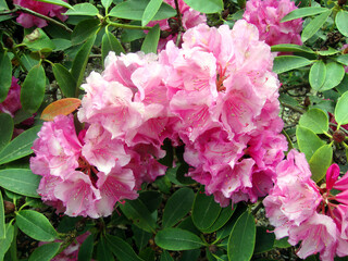 Pink flowers of Rhododendron in a park