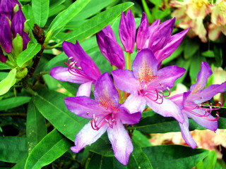 Purple flowers of Rhododendron in a park