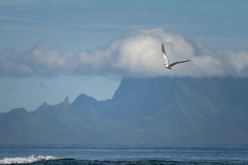 Fototapeta na wymiar Thalasseus bergii - Greater Crested Tern Moorea French Polynesia