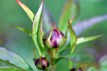 Knospe einer Pfingsrose