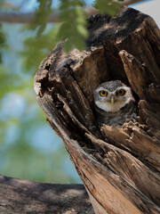 Bird, Owl, Spotted owlet (Athene brama) in tree hole , Bird of Thailand