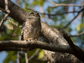 Spotted owl (Strix occidentalis) is a species of true owl. It is a resident species of old-growth forests in western North America, where it nests in tree hollows, old bird of prey nests ,bird in Thai