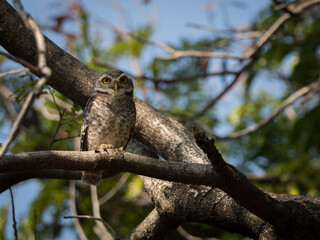 Spotted owl (Strix occidentalis) is a species of true owl. It is a resident species of old-growth forests in western North America, where it nests in tree hollows, old bird of prey nests ,bird in Thai