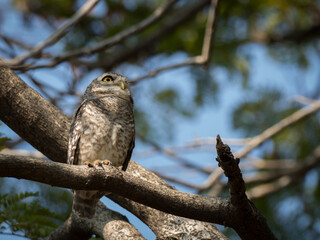 Spotted owl (Strix occidentalis) is a species of true owl. It is a resident species of old-growth forests in western North America, where it nests in tree hollows, old bird of prey nests ,bird in Thai