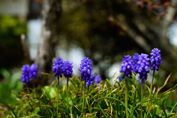 木漏れ日に咲くムスカリ