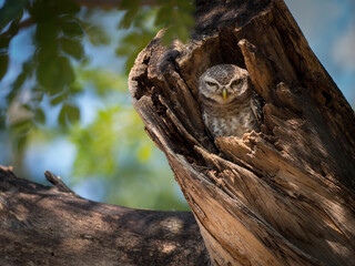 Fototapeta na wymiar Bird, Owl, Spotted owlet (Athene brama) in tree hole , Bird of Thailand