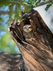 Bird, Owl, Spotted owlet (Athene brama) in tree hole , Bird of Thailand