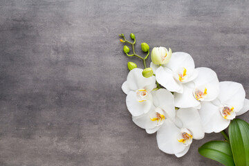 Fototapeta na wymiar Beauty orchid on a gray background. Spa scene.