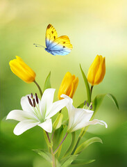 Fototapeta na wymiar Beautiful flowers bouquet of yellow tulips, white lilies and butterfly on natural green-yellow background close-up outdoors. Elegant refined image of beauty of nature.