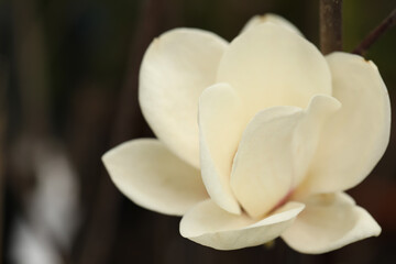 Fototapeta na wymiar Beautiful blooming flower of magnolia tree on blurred background, closeup