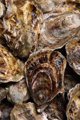 Fresh closed oysters as background, top view